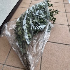 ユーカリのドライ