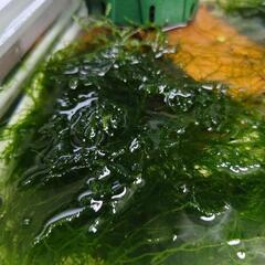水槽　水草　ウィローモスの画像