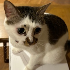 小さくて可愛い猫です！里親様募集！