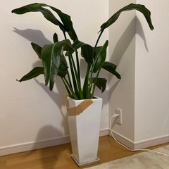 タビビトノキ　の画像