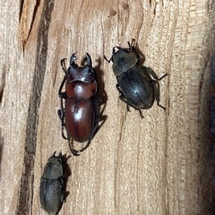 ノズノコギリ　♂♀♀取引中❗️
の画像