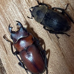 ノズノコギリ　♂♀♀取引中❗️
