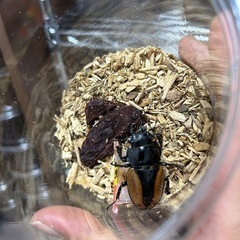 ブルマイスターツヤクワガタ♀単
