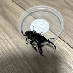 ミンダナオヒラタ♂単
