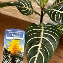 【決定済】観葉植物　ダニア　痛みあり