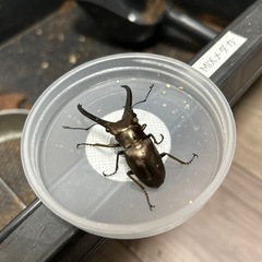 決まりました)インペラトールホソアカクワガタ♂単