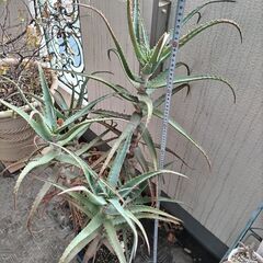 観葉植物（アロエ）の画像