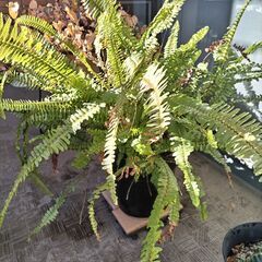観葉植物（タマシダ？）