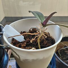 観葉植物17