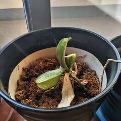 観葉植物19