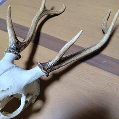 頭蓋骨付き鹿の角