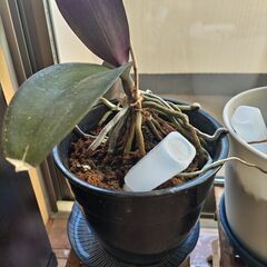 観葉植物20