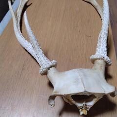 頭蓋骨付き鹿の角の画像