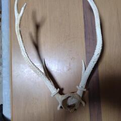 頭蓋骨付き鹿の角の画像