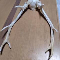 頭蓋骨付き鹿の角の画像