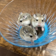 ロボロフスキーハムスター生後2ヶ月4匹です！
