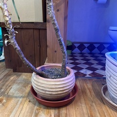 観葉植物
の画像