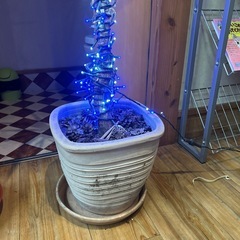 観葉植物
の画像