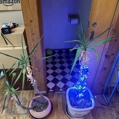 観葉植物
の画像
