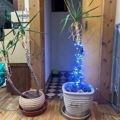 観葉植物
の画像