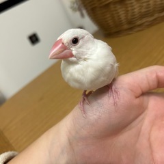白文鳥の幼鳥 生後2ヶ月 12月後半にさし餌終了
