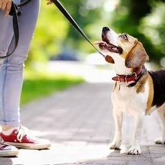 会社の看板犬の散歩のお仕事！