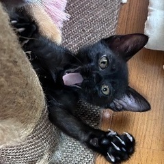 ※トライアル中　黒猫ちゃん🐈‍⬛メス