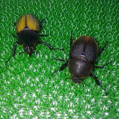 ヘラクレスオオカブト　ペア