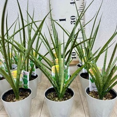 【植物】サンスベリア 3号鉢《3鉢セット》の画像