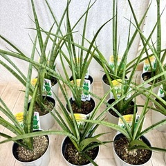 【植物】サンスベリア 3号鉢《3鉢セット》の画像