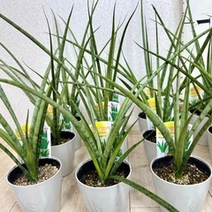 【植物】サンスベリア 3号鉢《3鉢セット》の画像