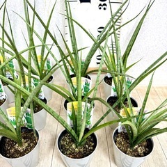 【植物】サンスベリア 3号鉢《3鉢セット》の画像