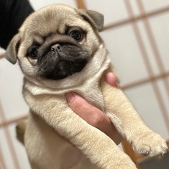 パグ(販売)