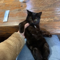 猫好きな友達募集です。