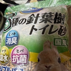 3種の針葉樹　トイレ砂
の画像