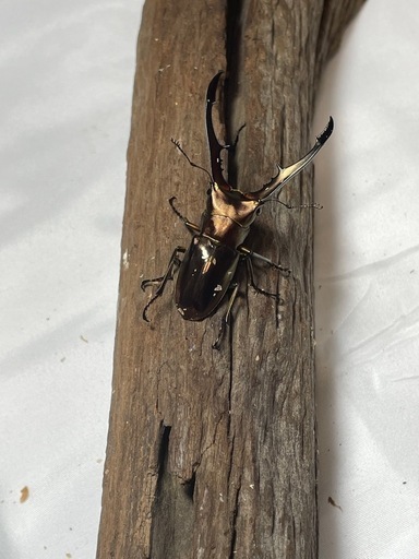 お取引中【新年お得セット】クワガタ、カブトムシ成虫セット