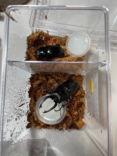 お取引中【新年お得セット】クワガタ、カブトムシ成虫セット