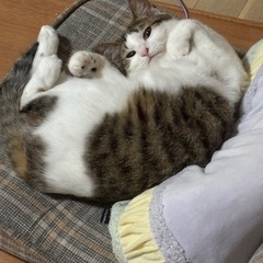 甘えん坊な可愛いメス猫ちゃん 里親募集中