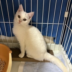 💎美猫ちゃん☆とても人懐こい女の子☆5カ月