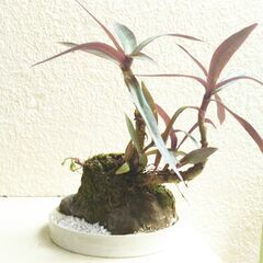 石付きムラサキオモトの画像
