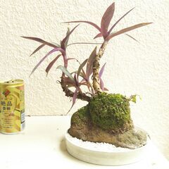 石付きムラサキオモトの画像