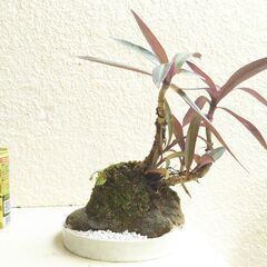 石付きムラサキオモトの画像