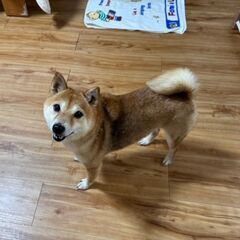🎀譲渡決定・花純ちゃん😄