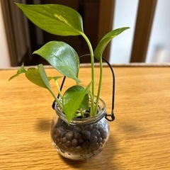 ポトス　観葉植物