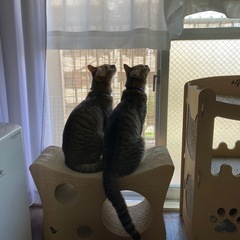(50代)猫友さん募集