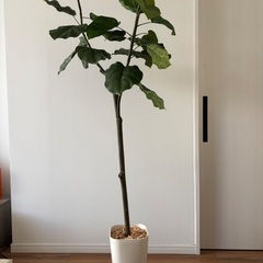 フェイクグリーン　観葉植物