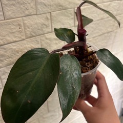 【トップカット済】フィロデンドロン　ピンクプリンセスの画像