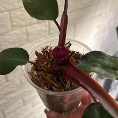 【トップカット済】フィロデンドロン　ピンクプリンセスの画像