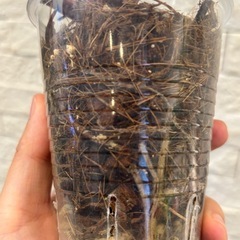 【トップカット済】フィロデンドロン　ピンクプリンセスの画像