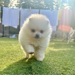 【飼い主様決まりました】ポメラニアンの男の子🤍